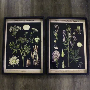 Framed Botanical Prints