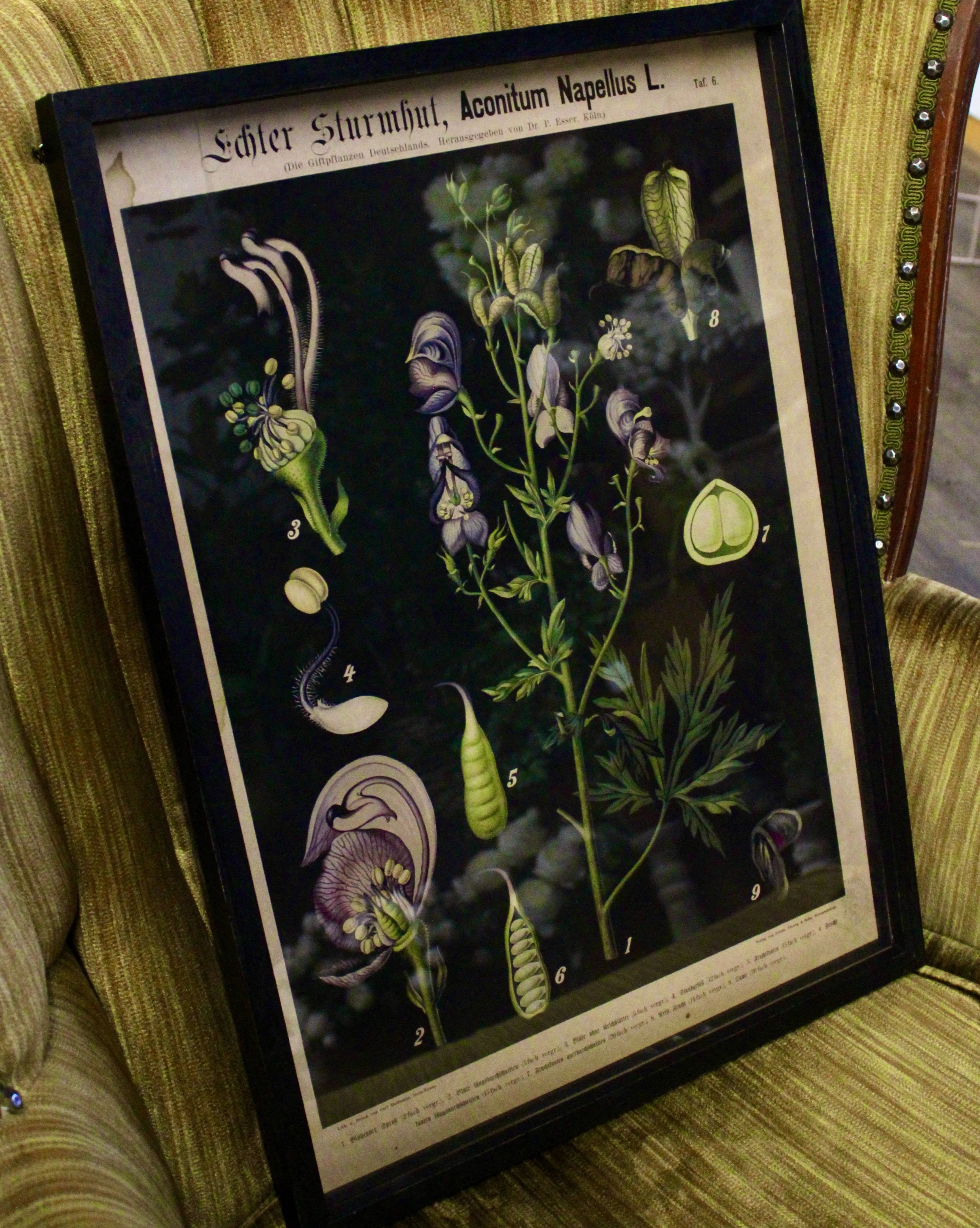 Framed Botanical Prints