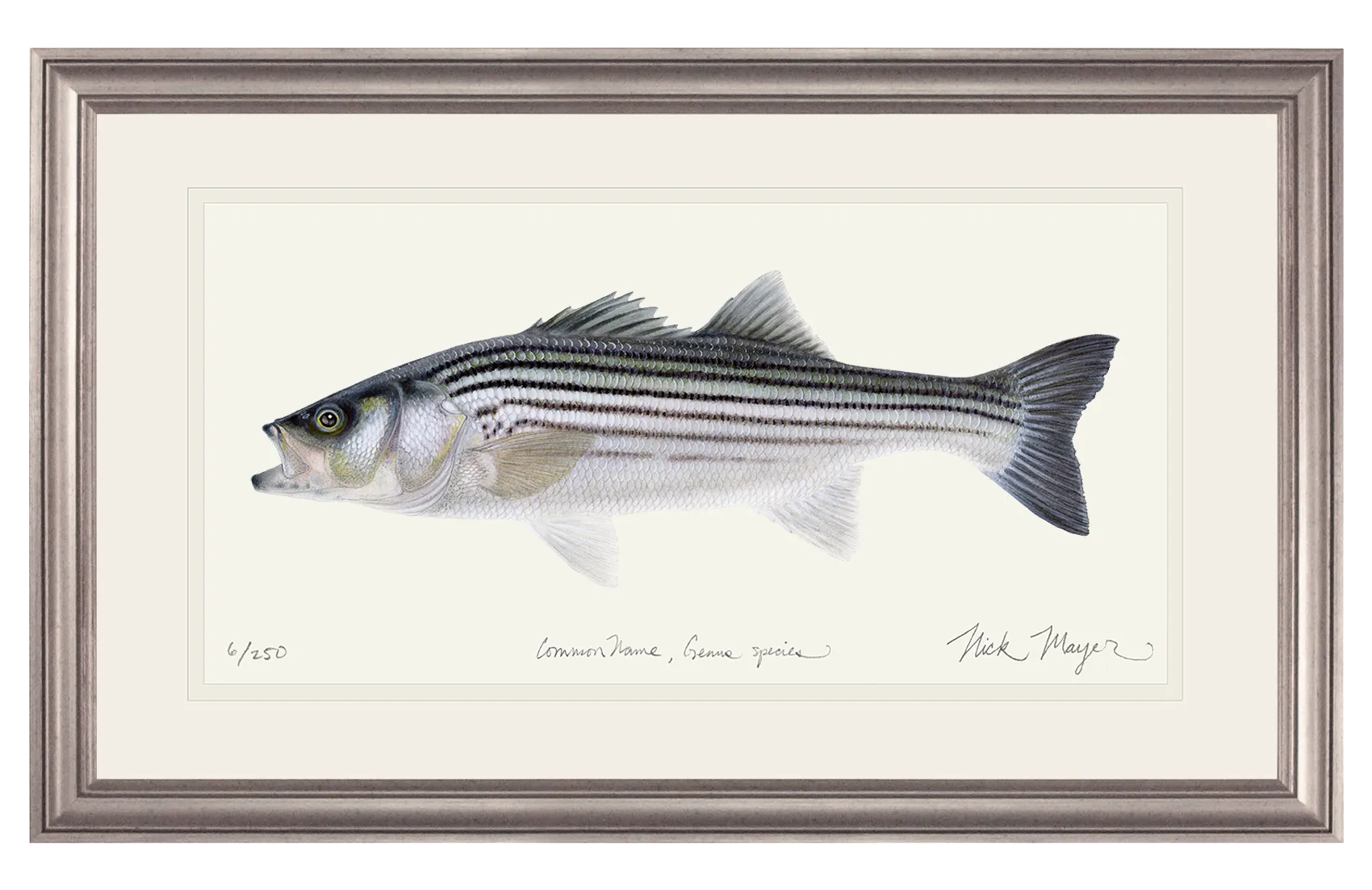 Schoolie Striped Bass Print - Best Seller